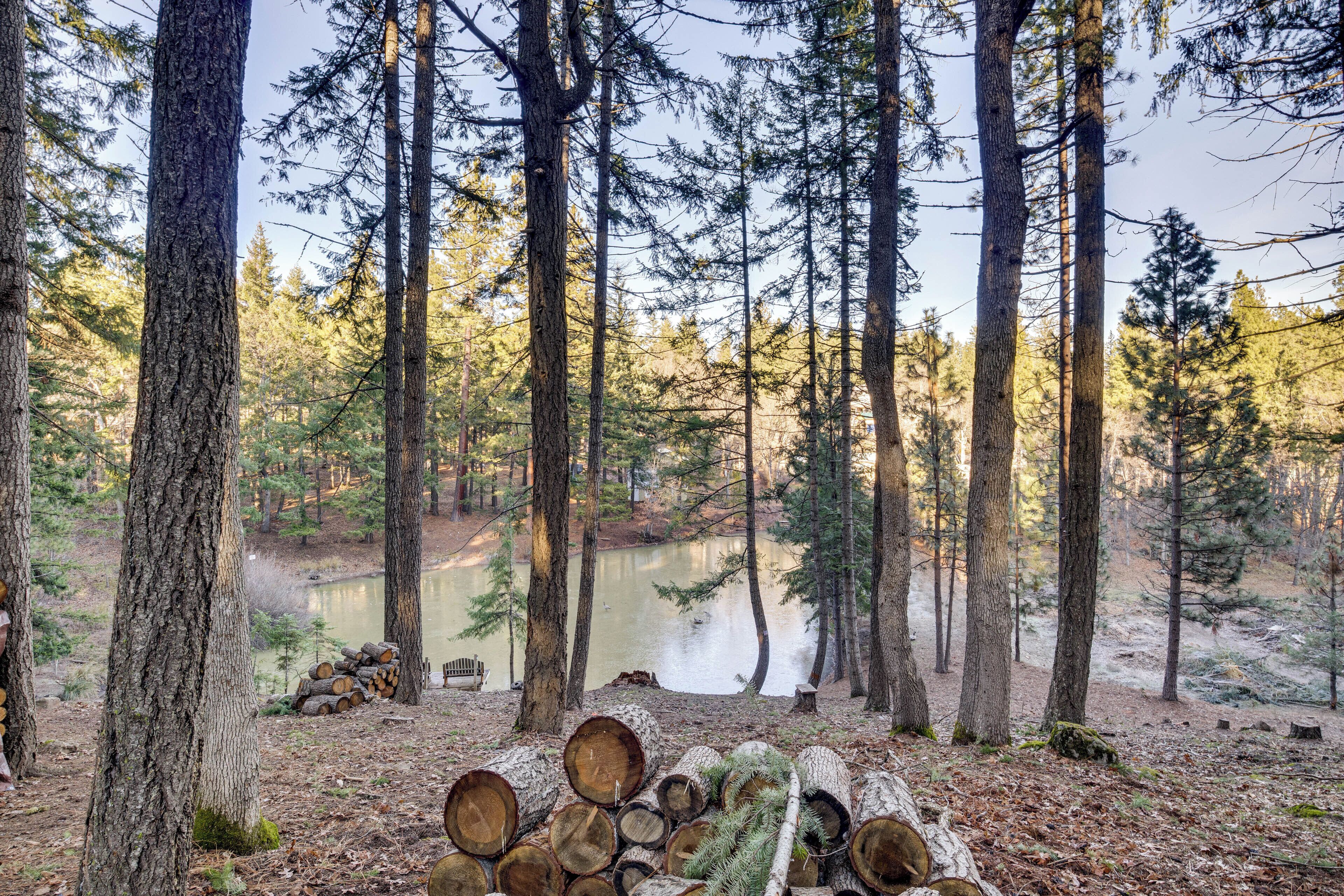 A forest with tall trees, a lake, and a stack of logs.