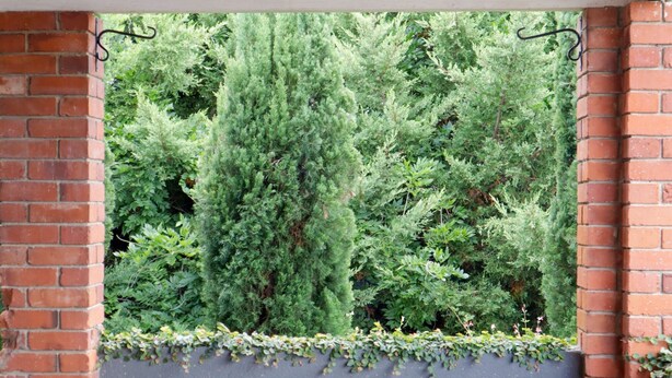 A view through a brick archway with dense green foliage. - Towncottage Tenterfield Stay With Scenic Views (Tenterfield)