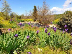 Room, 1 Bedroom, Private Pool, Pool View | Exterior - Room-peaceful Private Garden Studio for (Cullar)