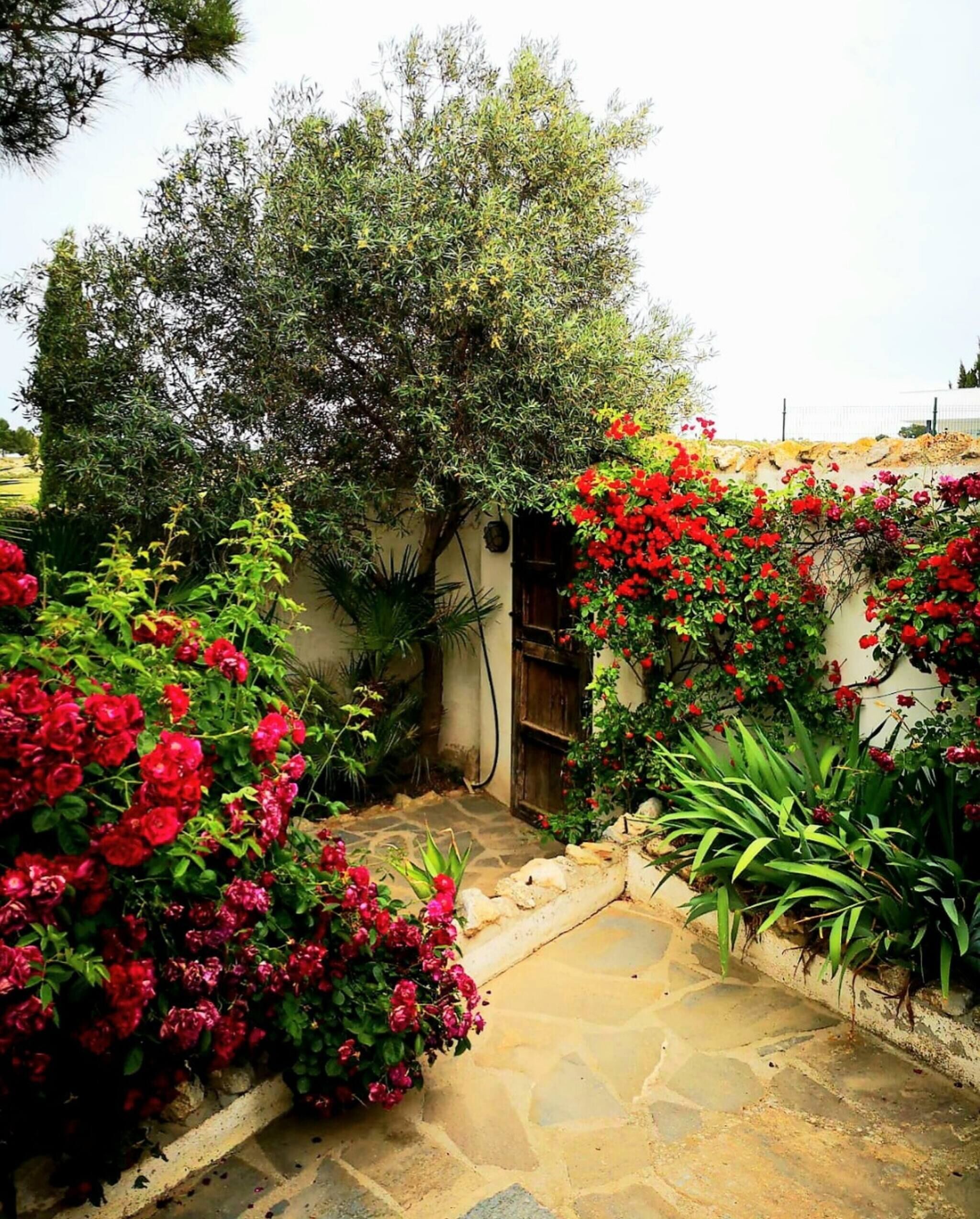 غرفة - غرفة نوم واحدة - بمسبح خاص - بمنظر للمسبح | حديقة