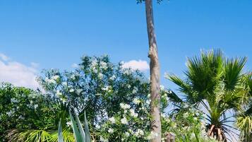 Phòng, 1 phòng ngủ, phù hợp cho người khuyết tật, quang cảnh vườn | Vườn