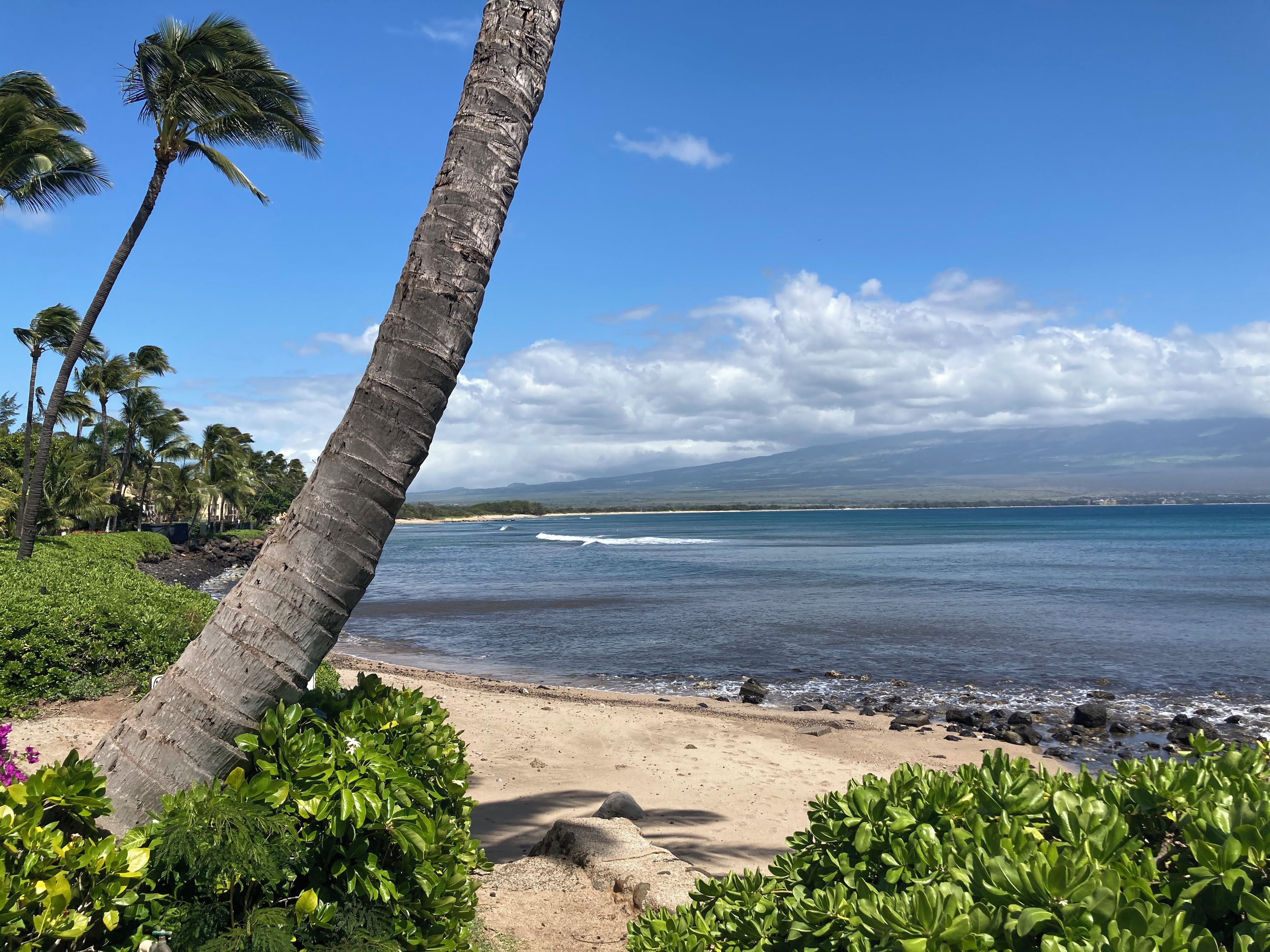 A beach with palm trees, a clear sky, and a view of distant mountains.
