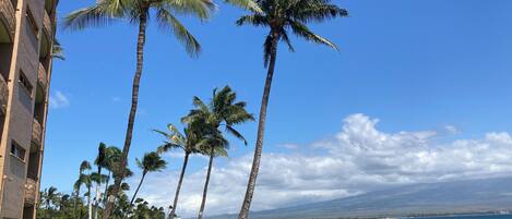A beachfront hotel with palm trees, a clear sky, and ocean views.