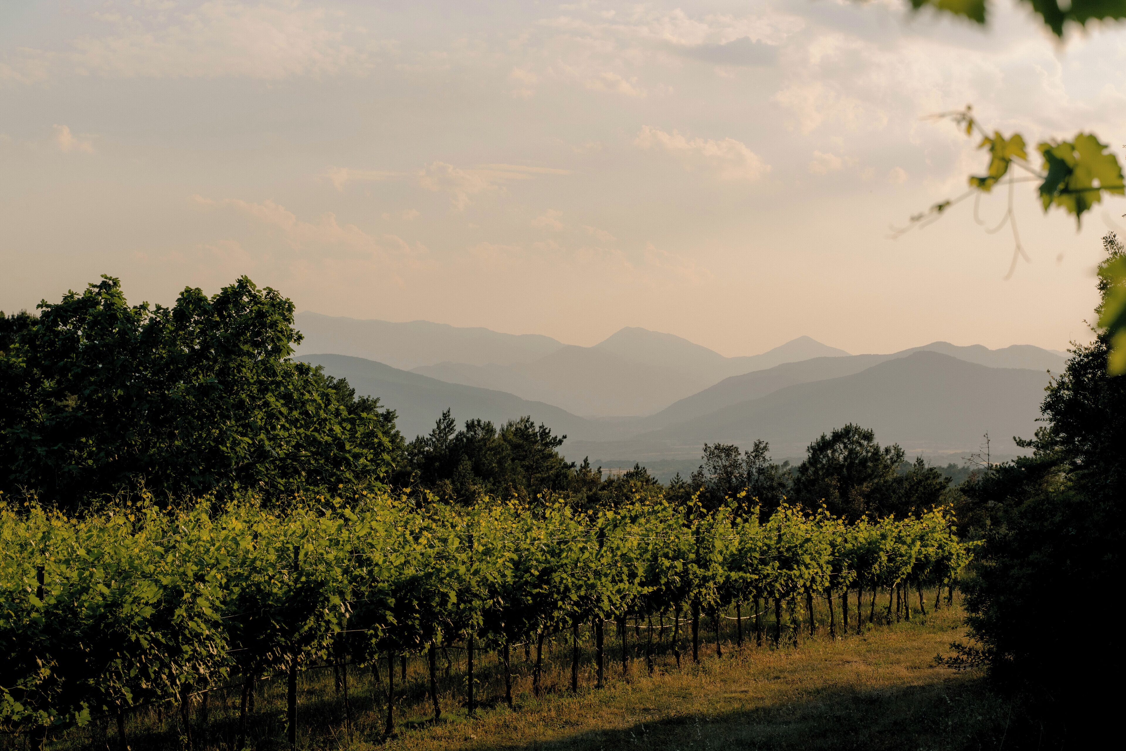 A vineyard with rows of grapevines and distant mountains.