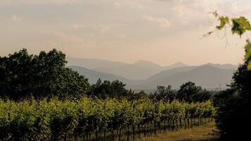 A vineyard with rows of grapevines and distant mountains.