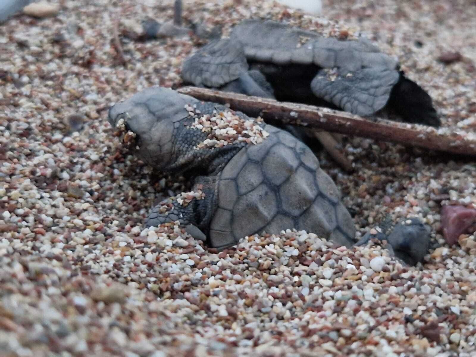 A turtle on a gravel surface.