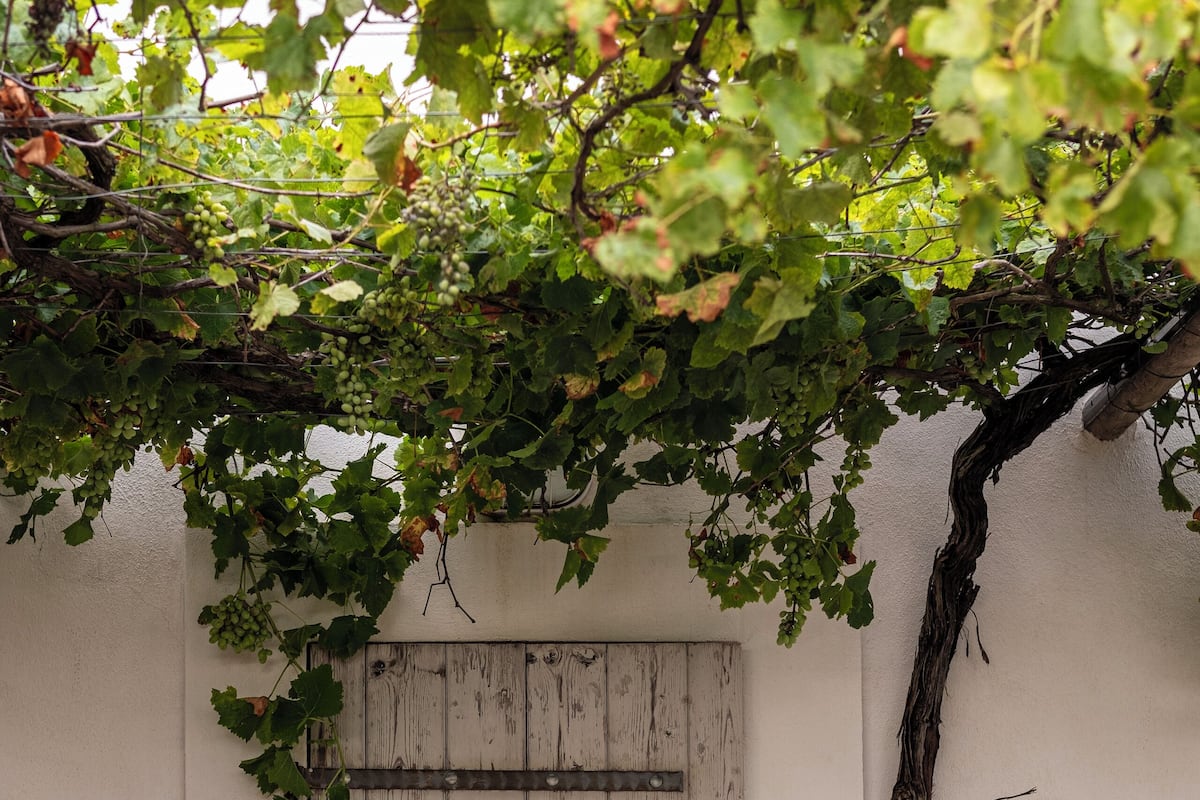 Comfort Suite, Fireplace, Park View | Hypo-allergenic bedding, free WiFi