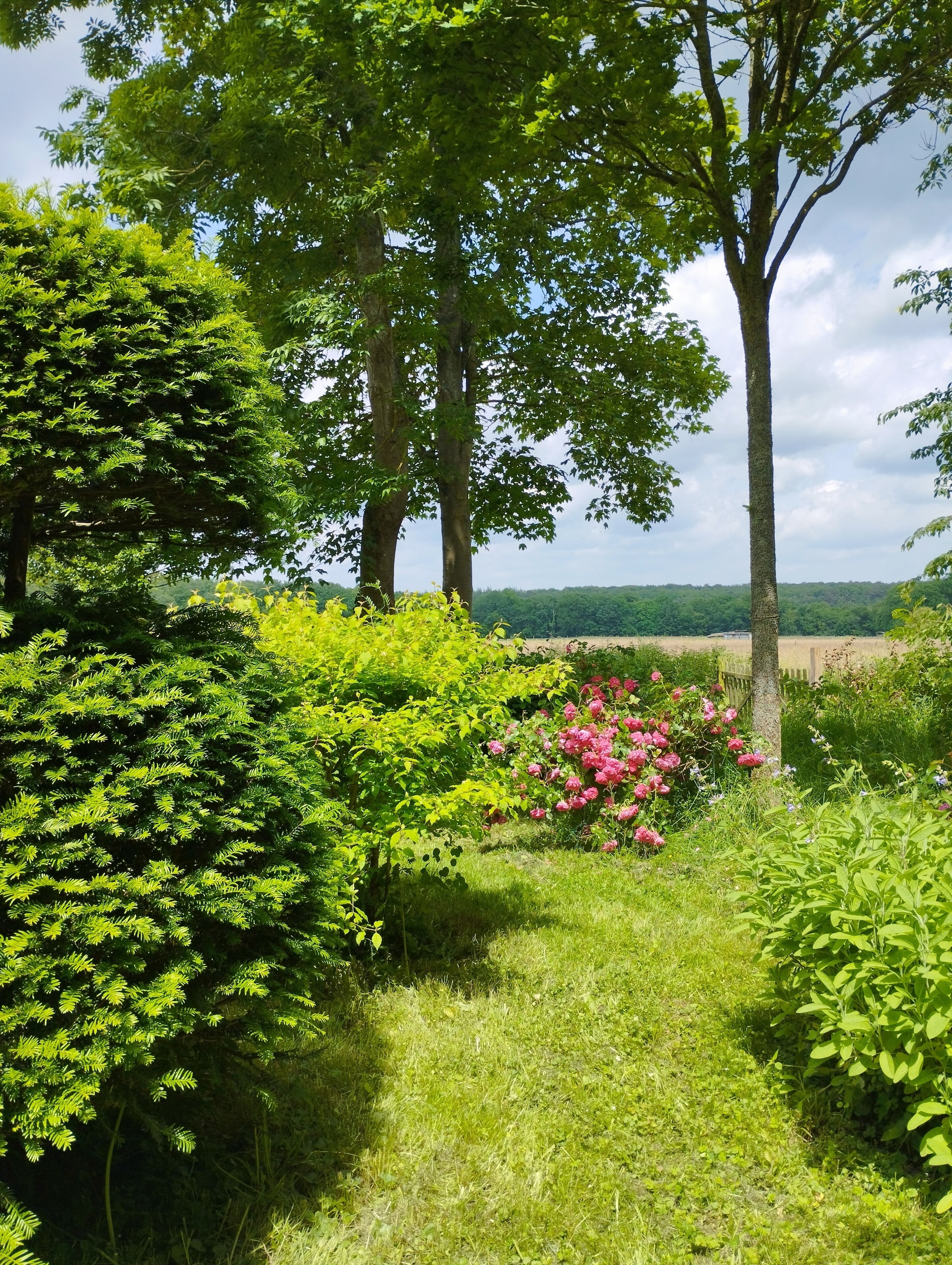 Un jardin où l’on trouve différentes espèces de plantes et d’arbres.