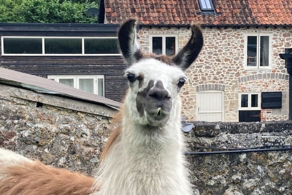 Una llama frente a un edificio de piedra con techo de tejas y ventanas.