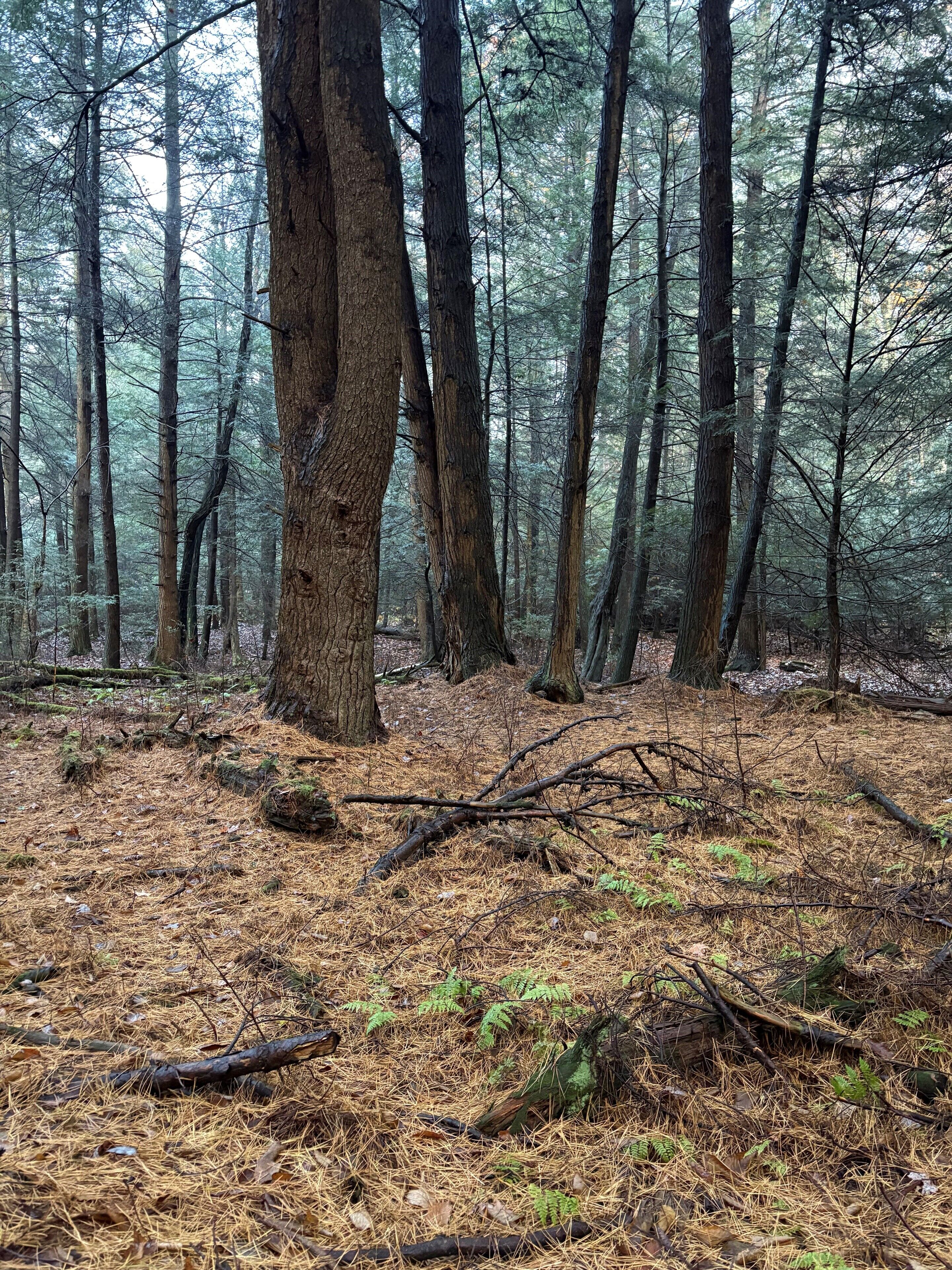 A forest with tall trees and a ground covered in pine needles.