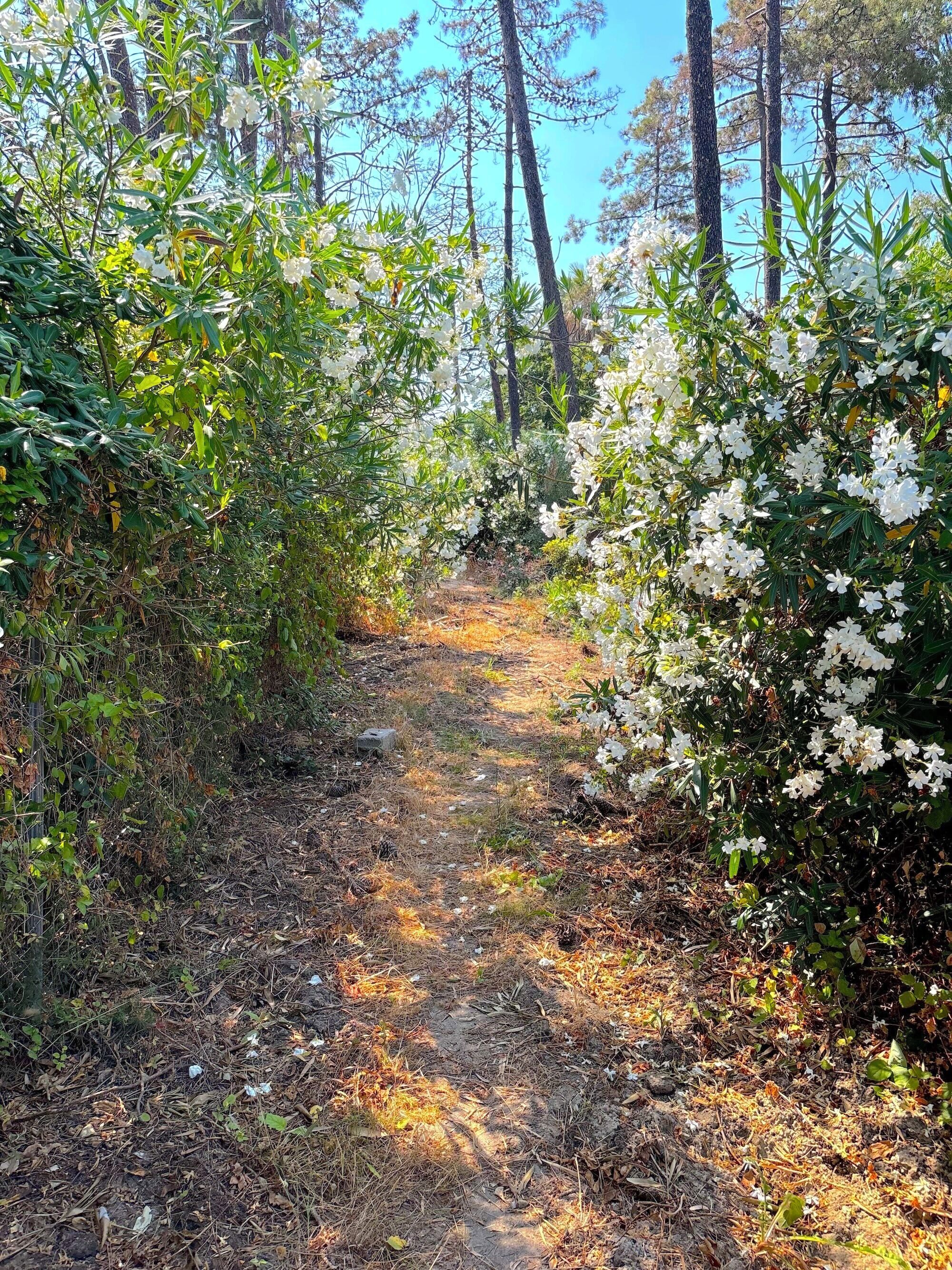 Un sentier forestier bordé d’une végétation luxuriante et d’arbres.