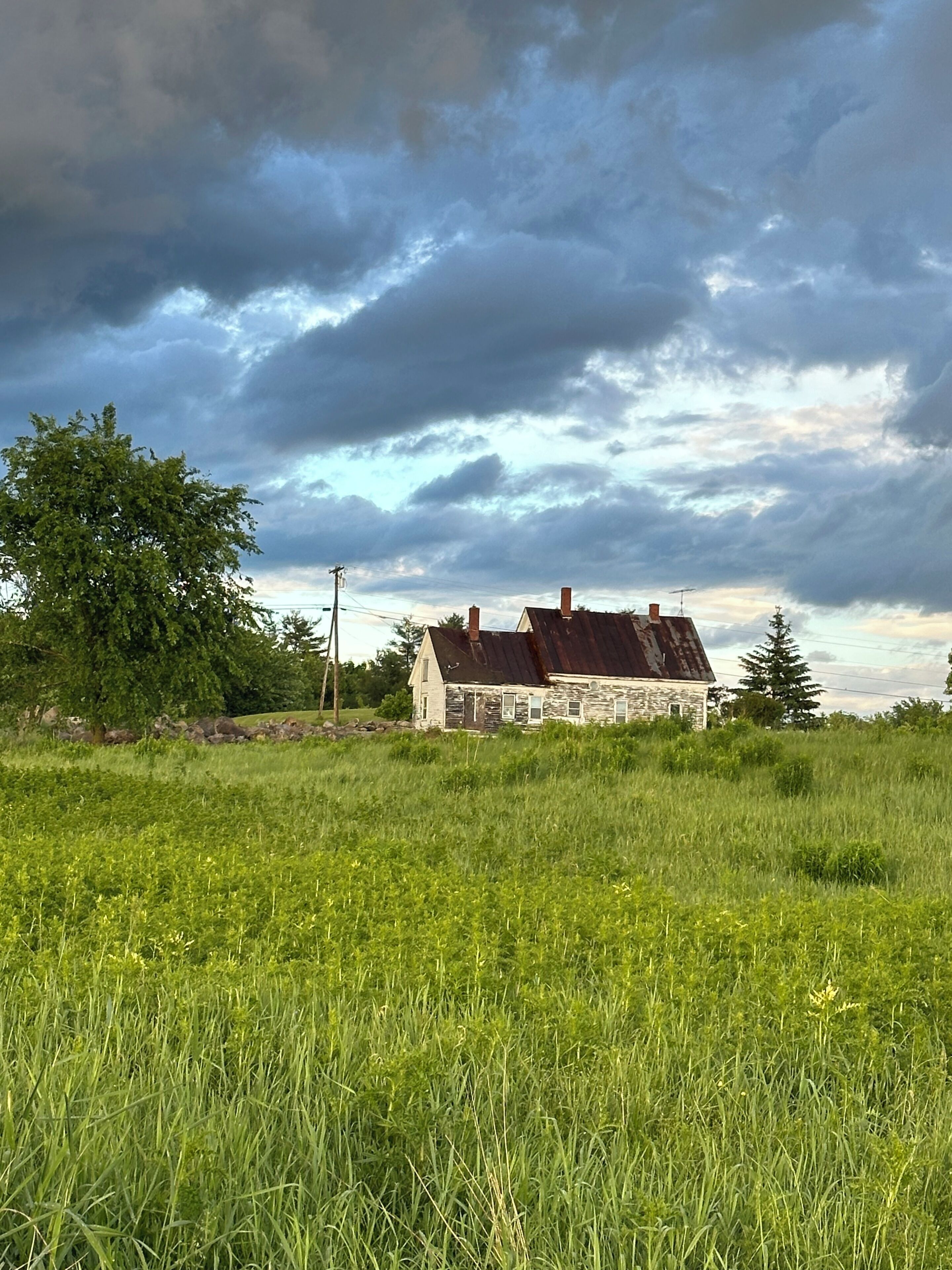 A rustic stone house with a metal roof, surrounded by a grassy field and a large tree.