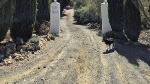 Un camino de grava que lleva a una villa llamada 'Villa Flores', flanqueado por altos cipreses.