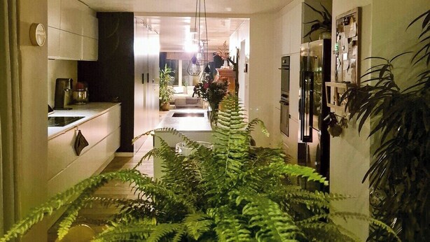 A hallway with a large fern plant in the center, leading to a kitchen area with white cabinets and a hanging light fixture. - Enjoyable 3-bedroom apartment with terrace in the center of Ghent (Gent)