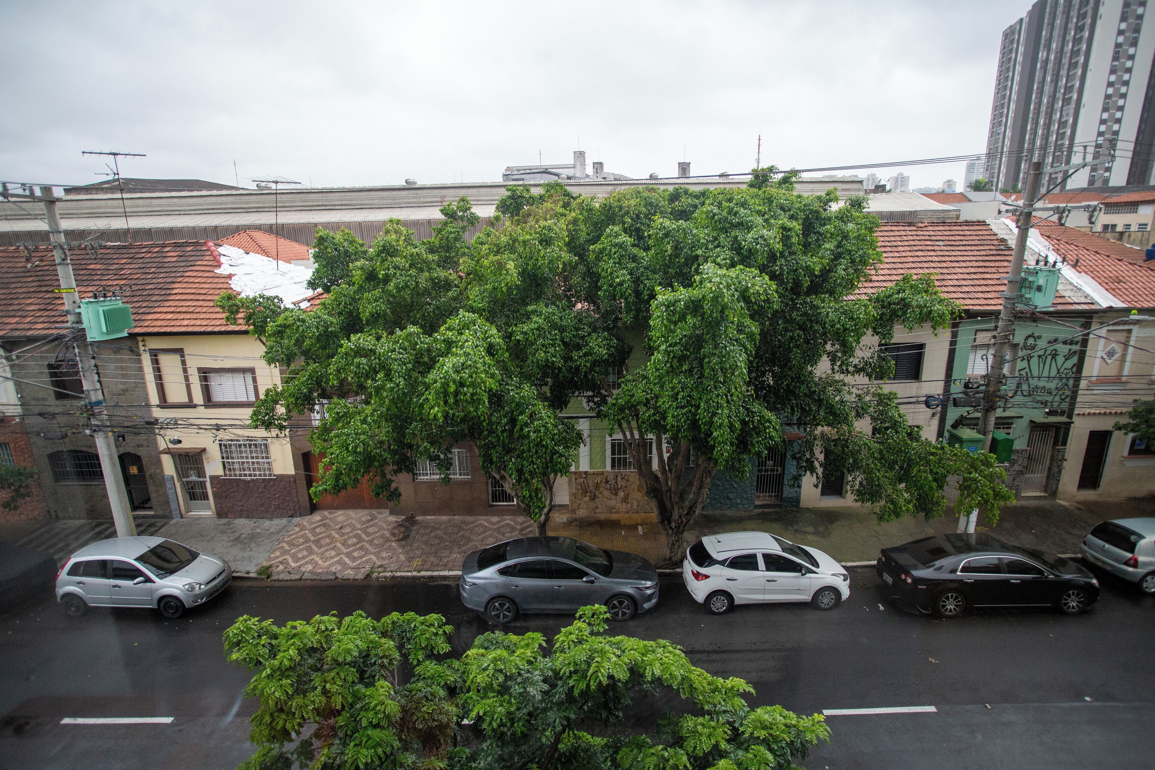 A street view with parked cars, a large tree, and buildings with red-tiled roofs.