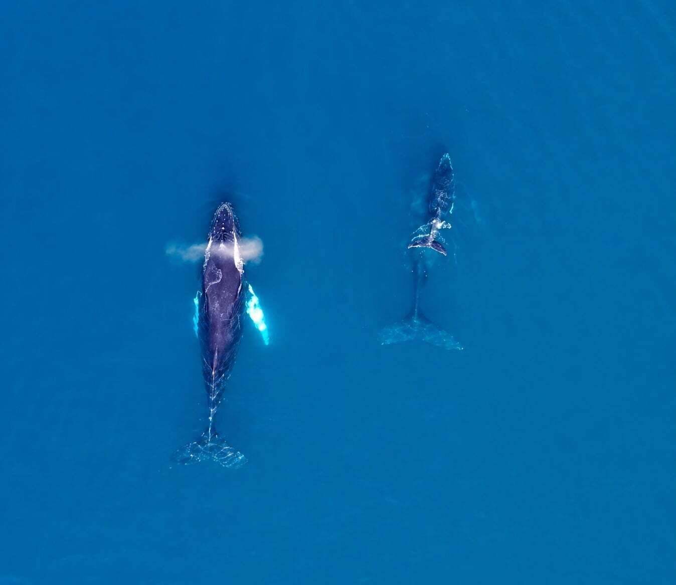 Deux baleines nagent dans l’océan.