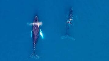Deux baleines nagent dans l’océan.