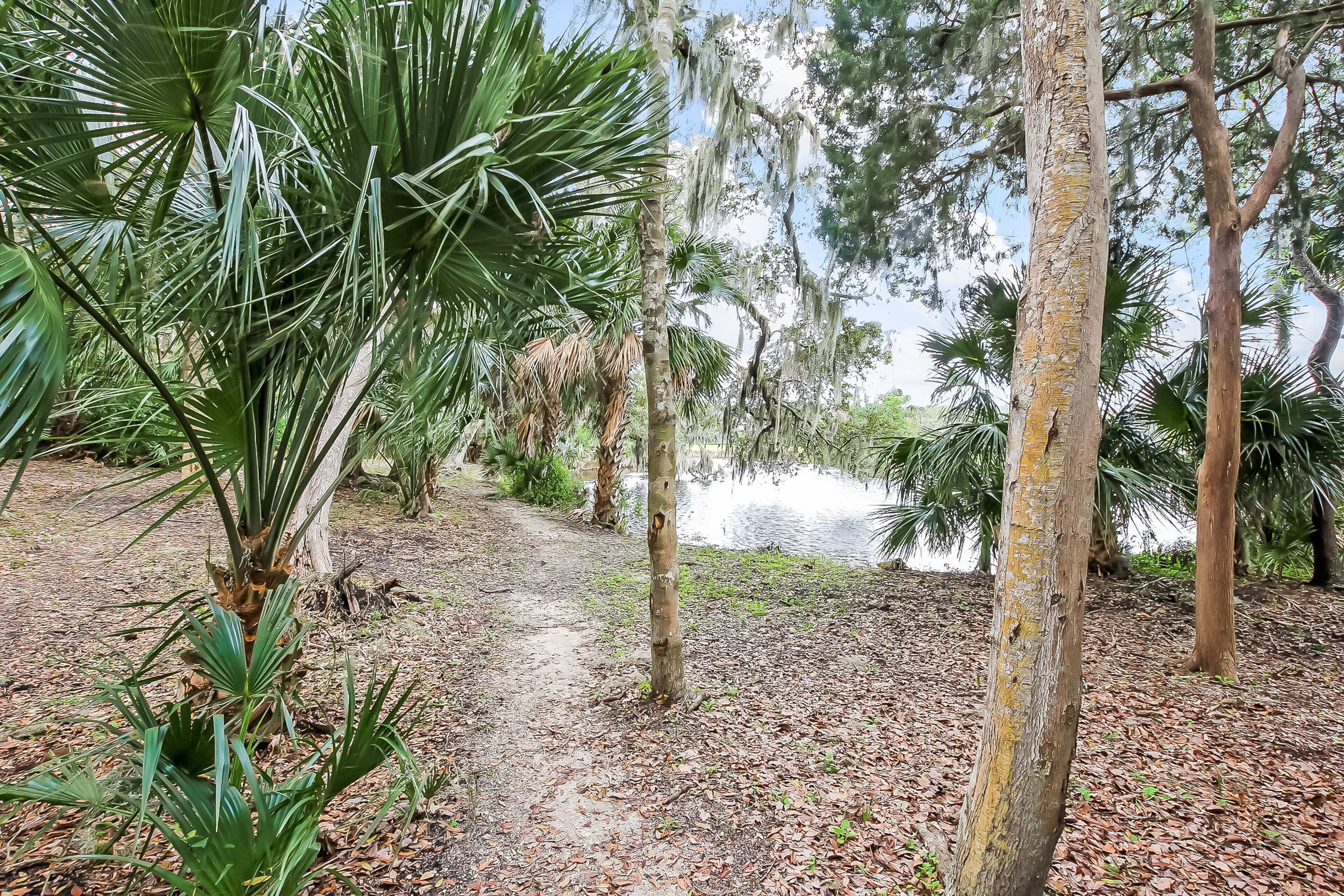 A natural setting with a dirt path leading to a body of water, surrounded by various trees and plants.