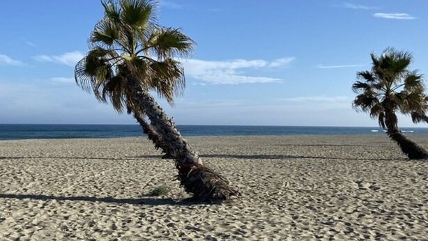 Une plage avec deux palmiers et un ciel dégagé.