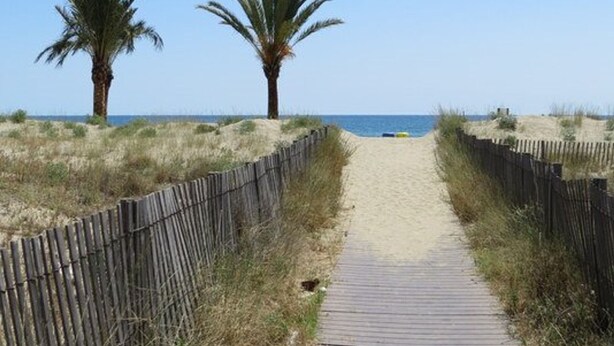 A wooden boardwalk leading to a beach with two palm trees on either side. - Modern apartment with AC 100 m from the beach for 6 pers (Le Barcarès)