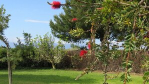 Un árbol con flores rojas y hojas verdes en un campo cubierto de hierba.