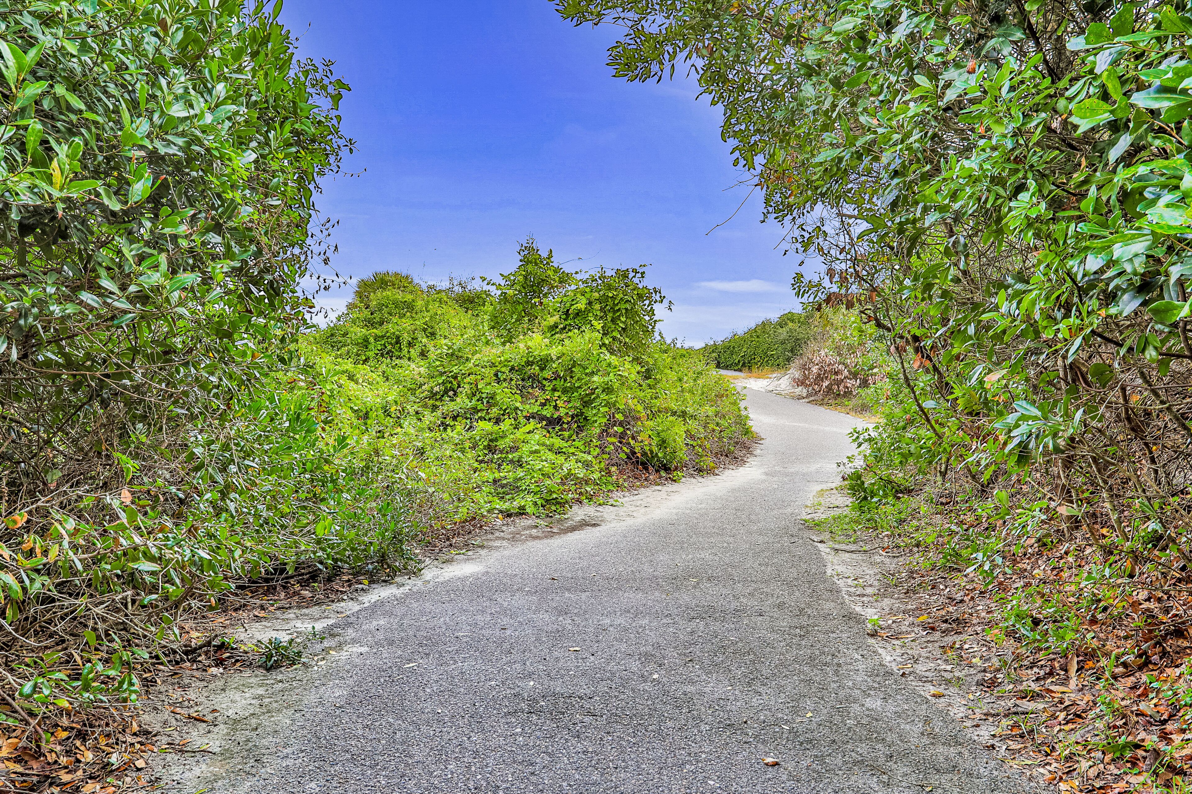 Um caminho pavimentado cercado por vegetação verde exuberante.