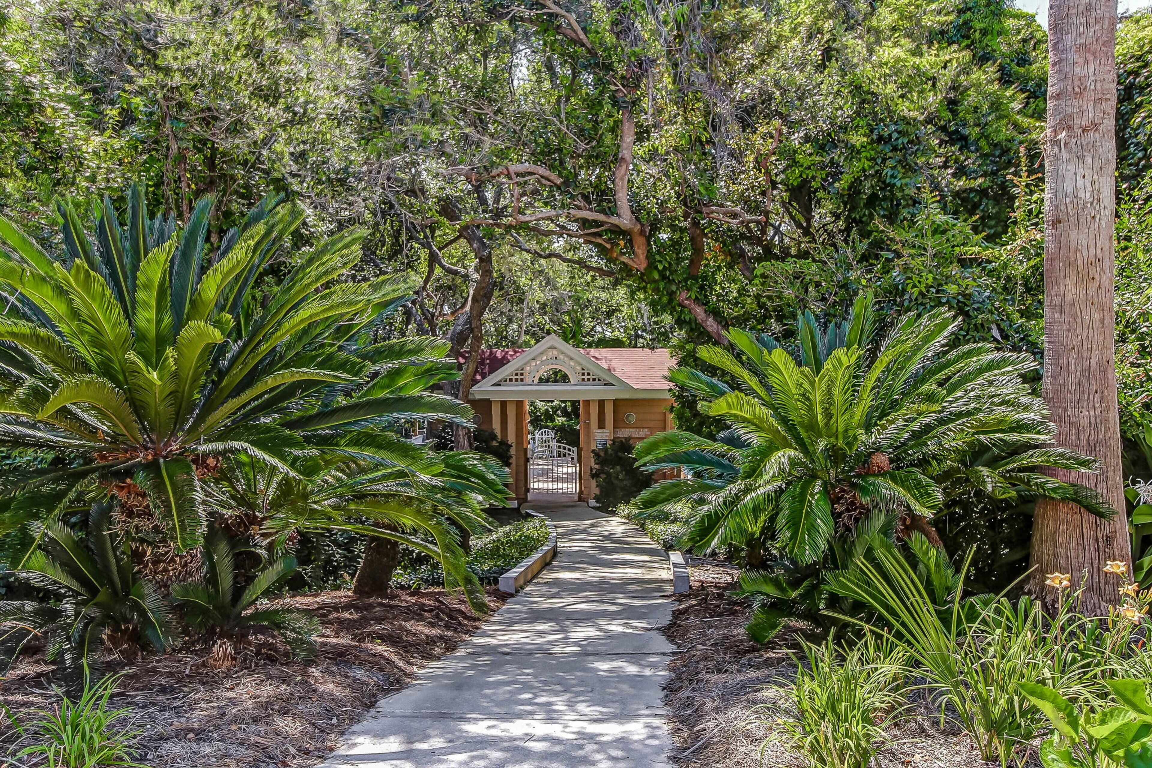 A pathway leading to a building surrounded by lush greenery and palm trees.