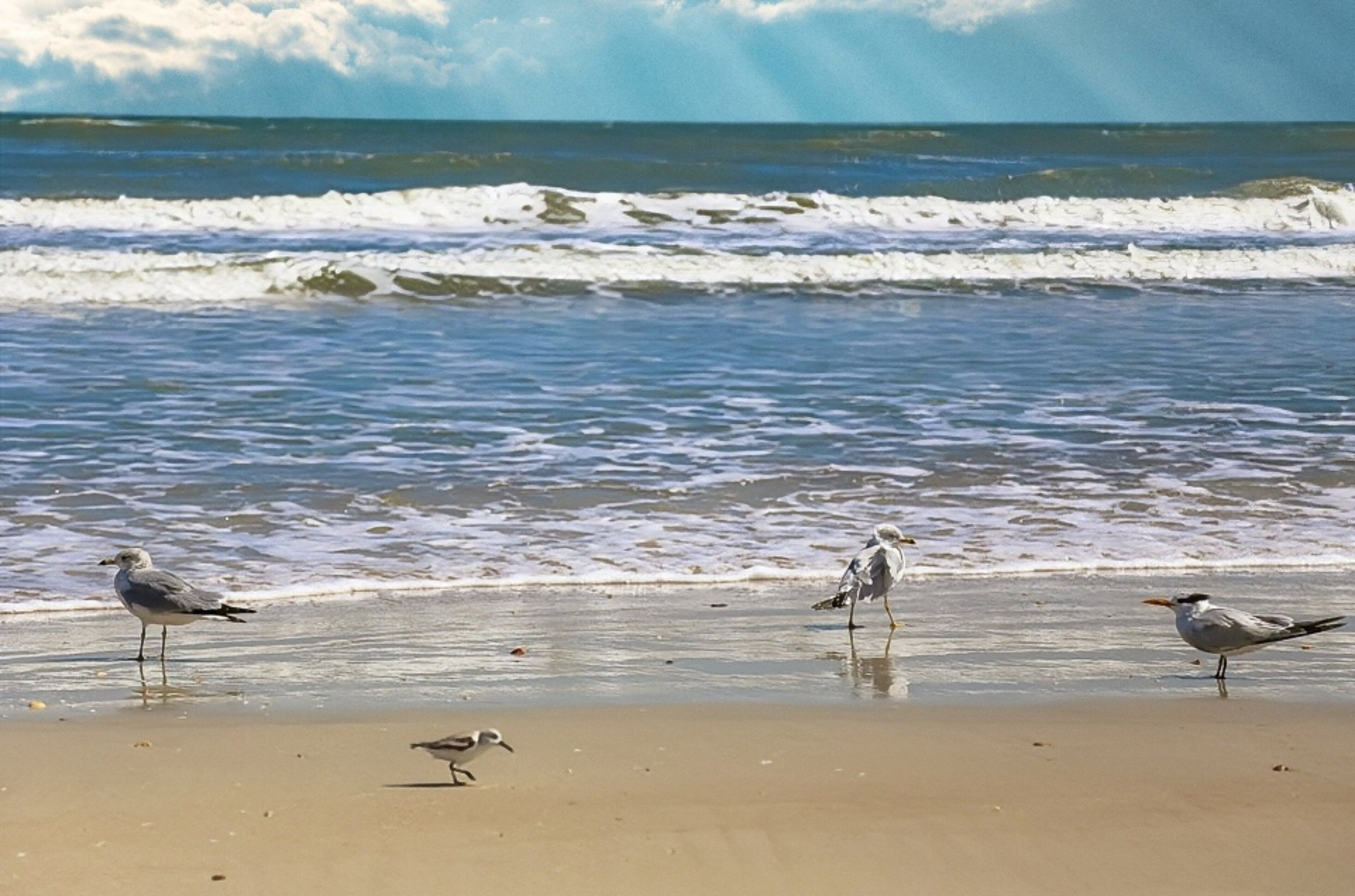 A beach with waves and birds.