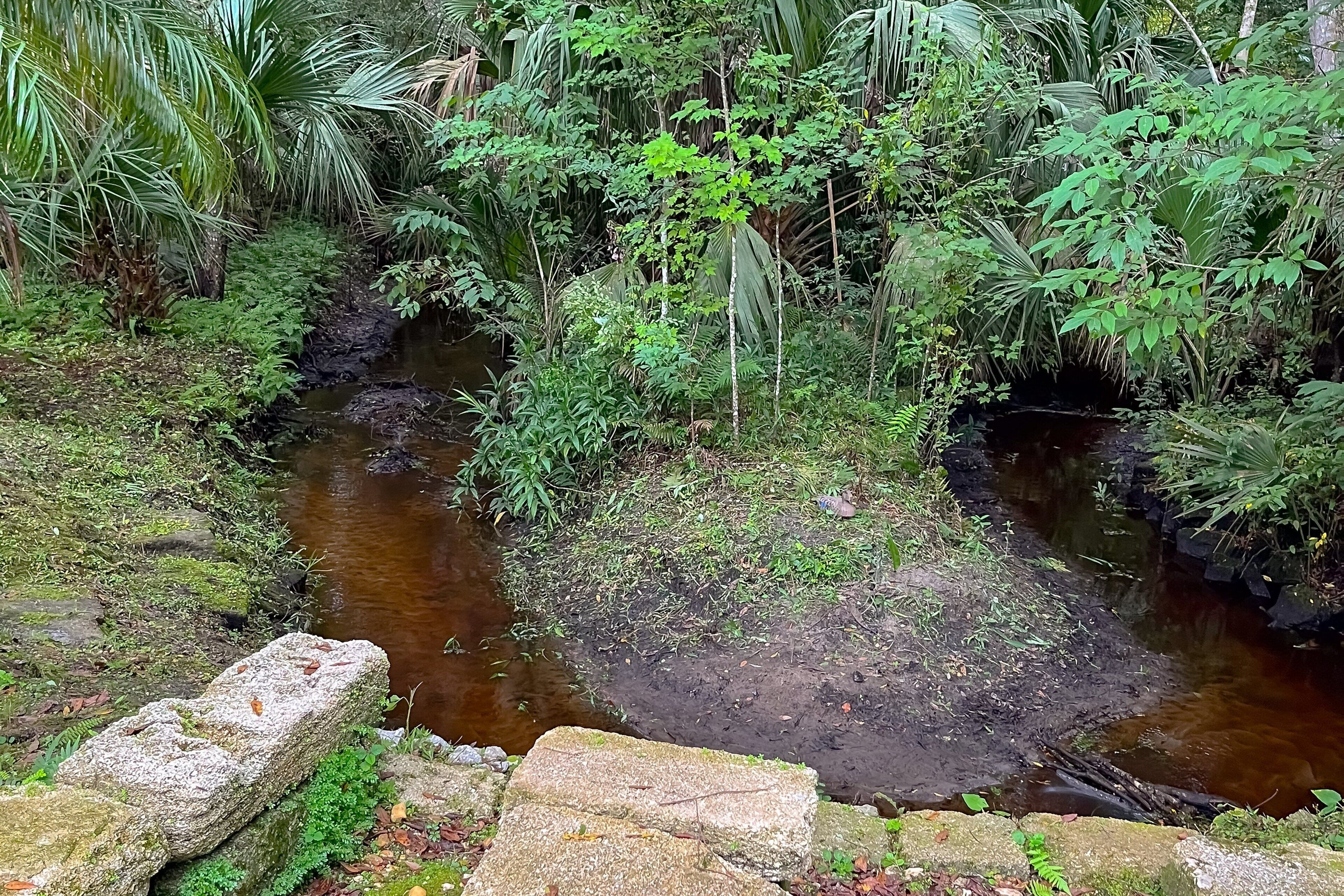 Un cours d’eau naturel bordé d’une végétation luxuriante et de rochers.