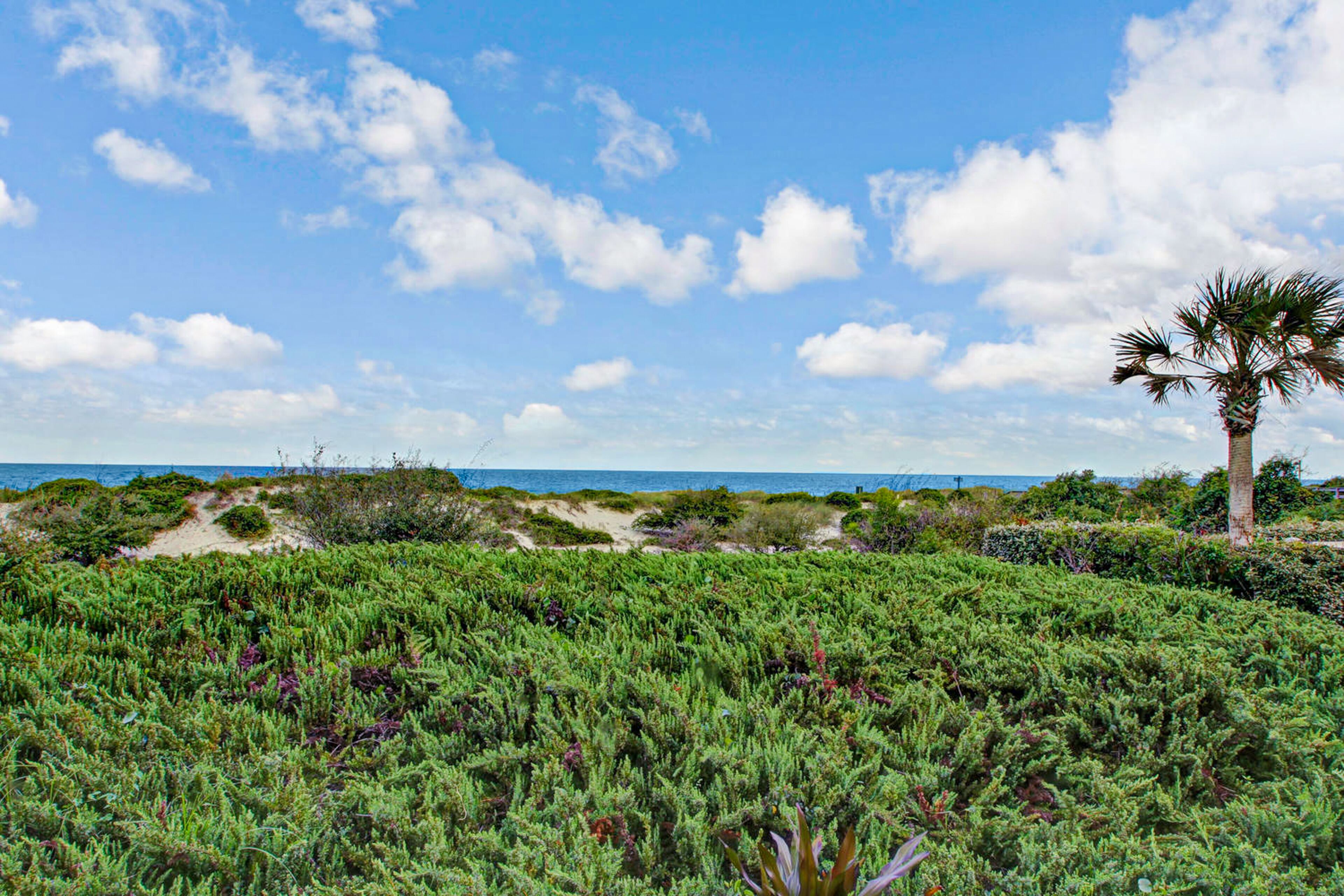 A coastal landscape with dense green vegetation and a palm tree.
