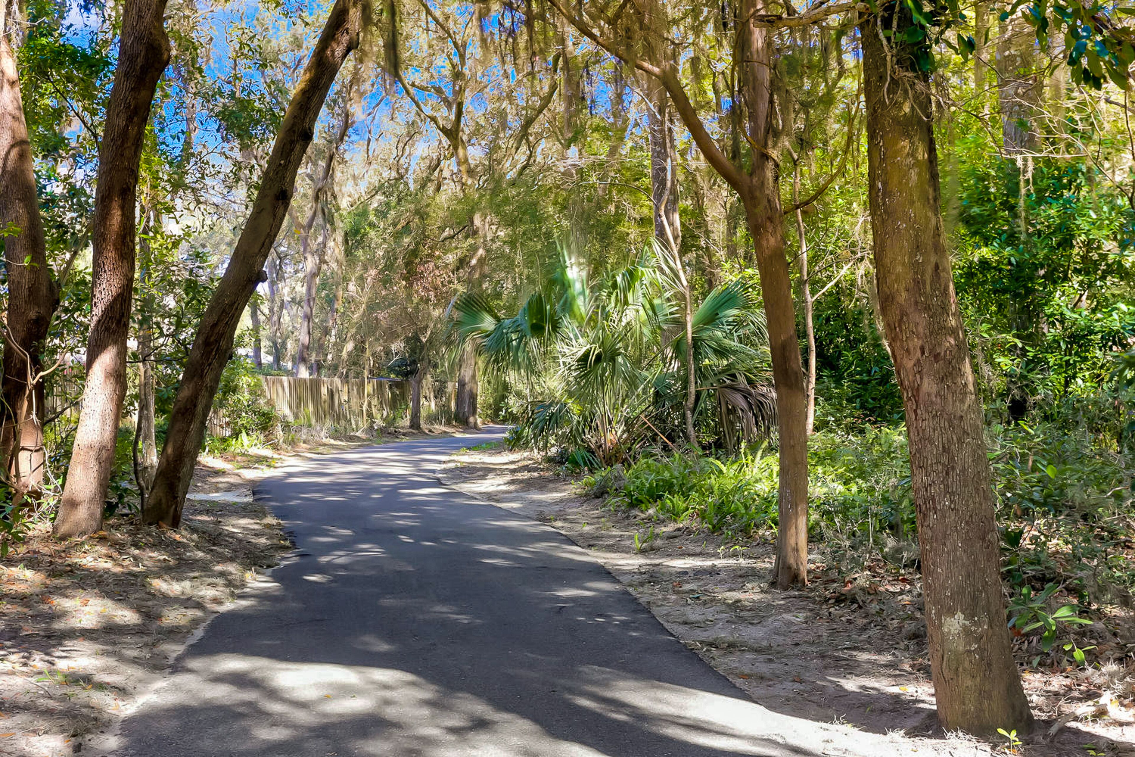 A paved pathway surrounded by trees and greenery.