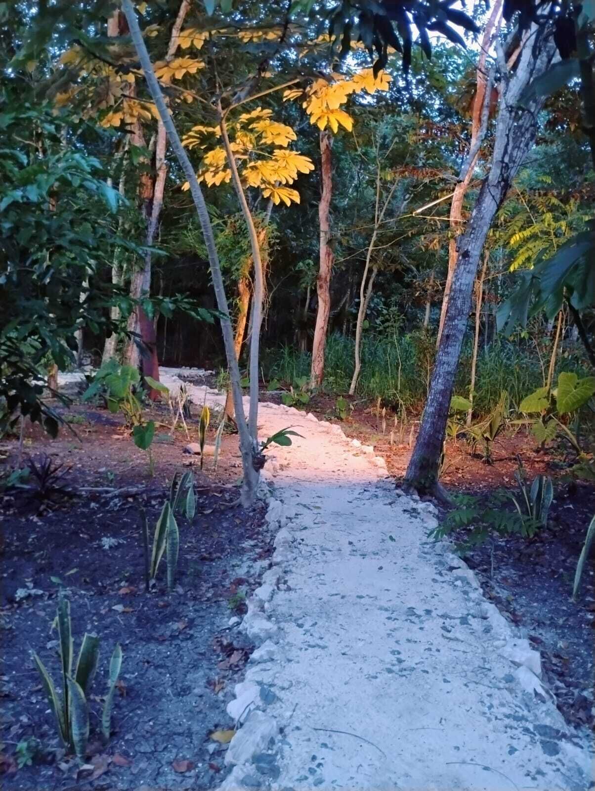 Un sendero de tierra que serpentea por un área boscosa con árboles y follaje.