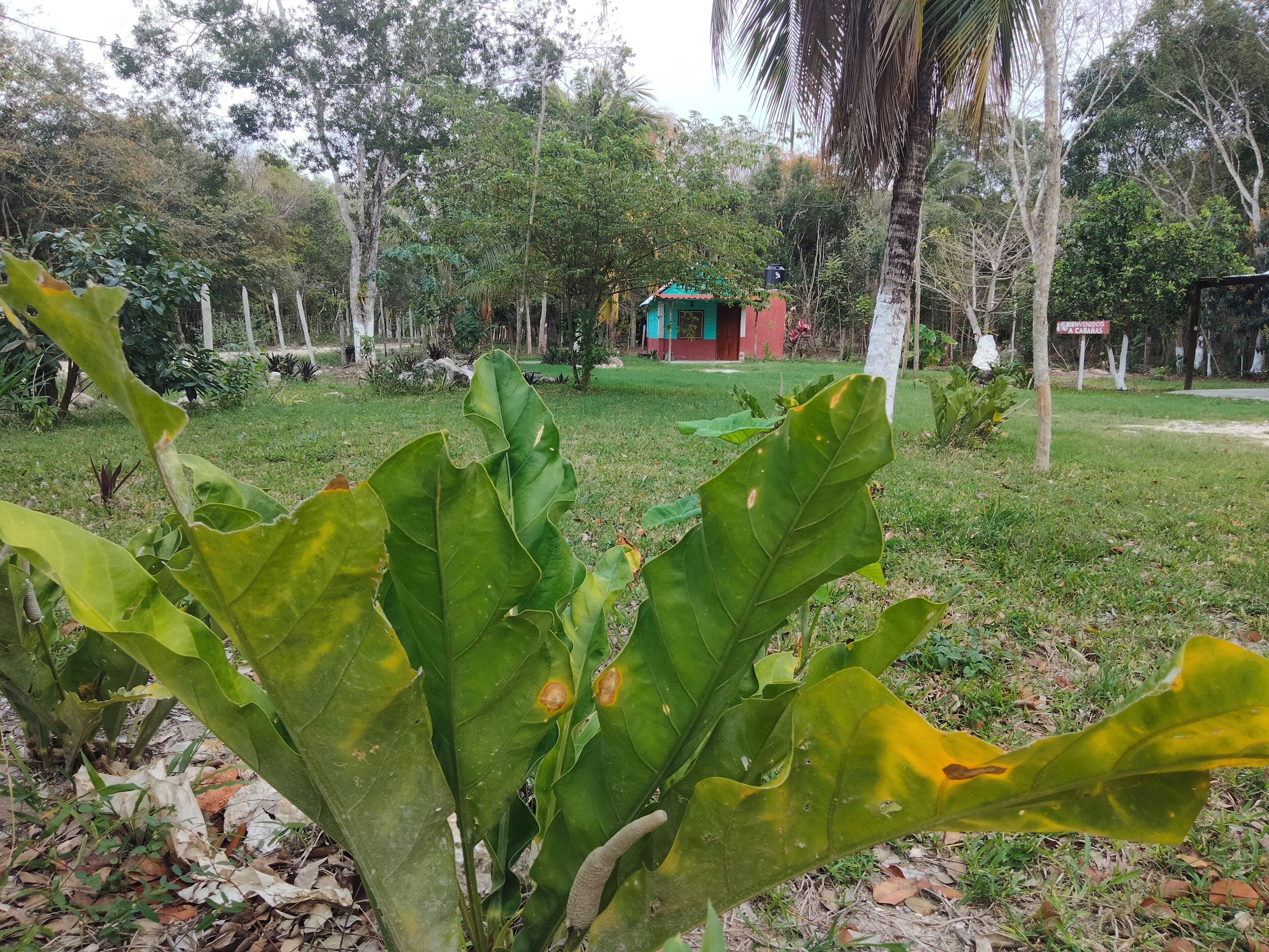 A lush garden with large green leaves in the foreground, a small red building with a green roof in the background, and a sign that reads 'PERVENDOS A CARANAS.'