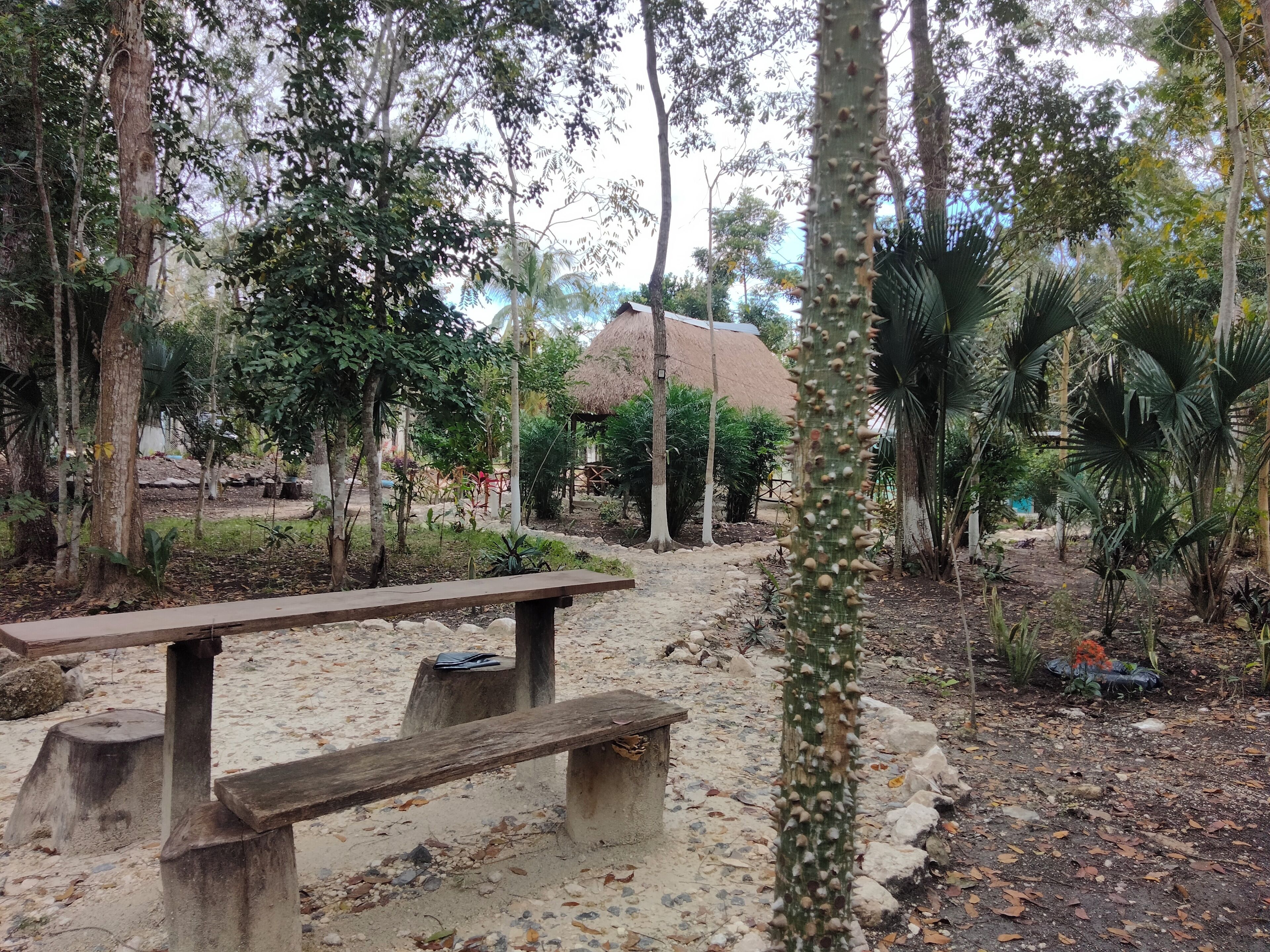 Un espacio al aire libre rústico con una estructura de techo de paja, rodeado de diferentes árboles y plantas.