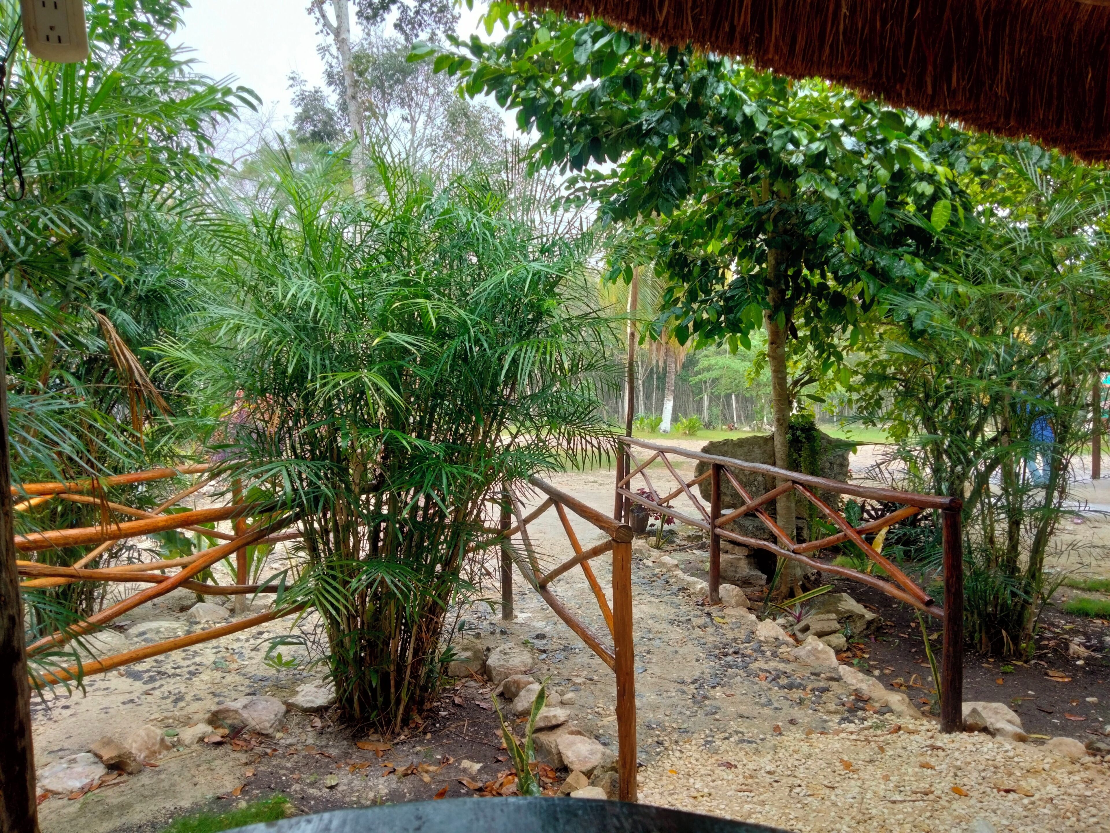 A garden with a variety of plants, a wooden fence, and a thatched roof structure.