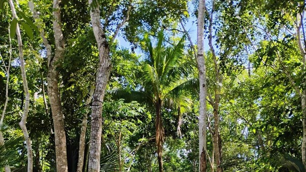 A forest path surrounded by trees and vegetation. - Koten Naj (Calakmul)
