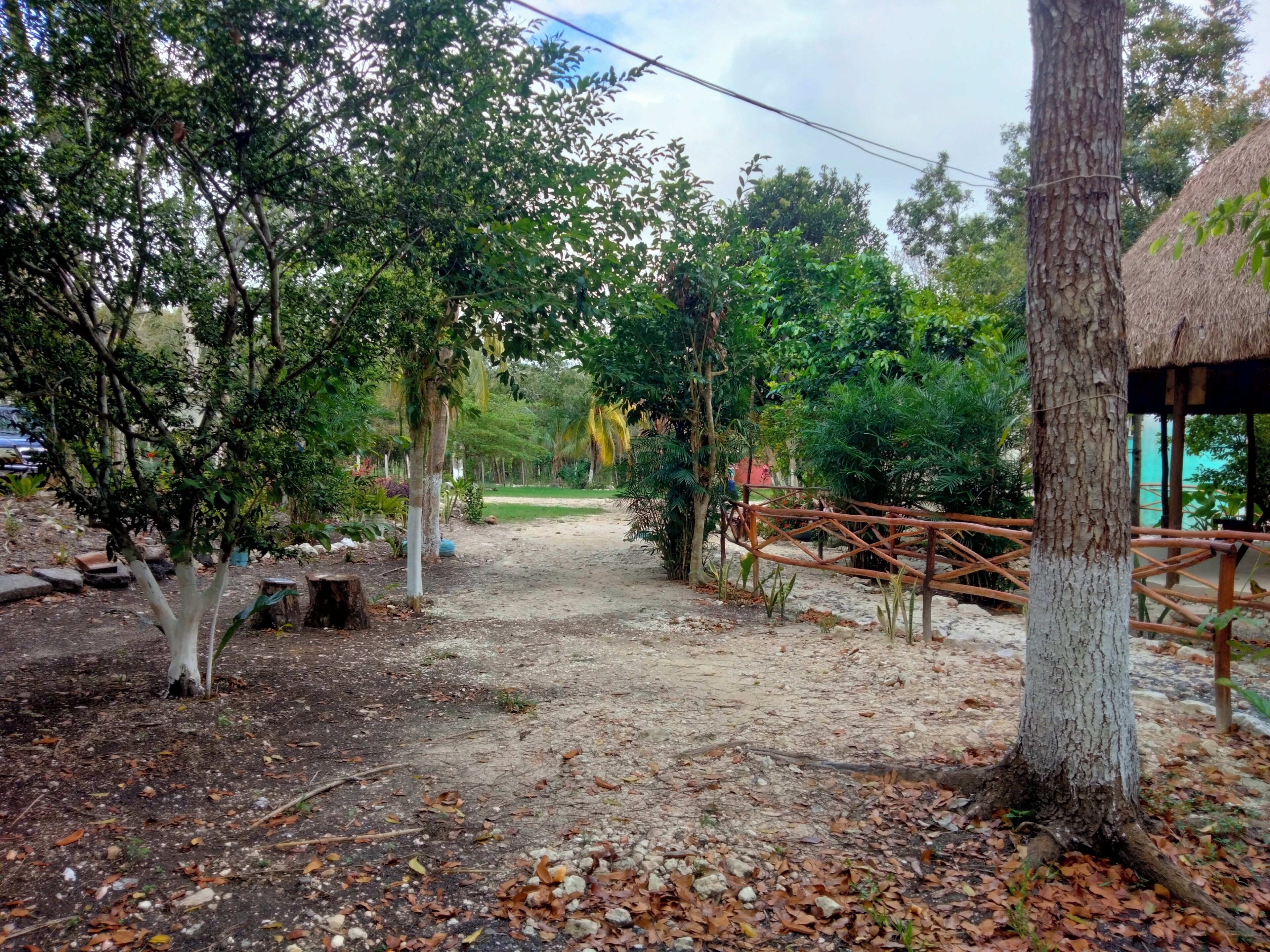 A pathway leading through a garden with trees and a rustic fence.