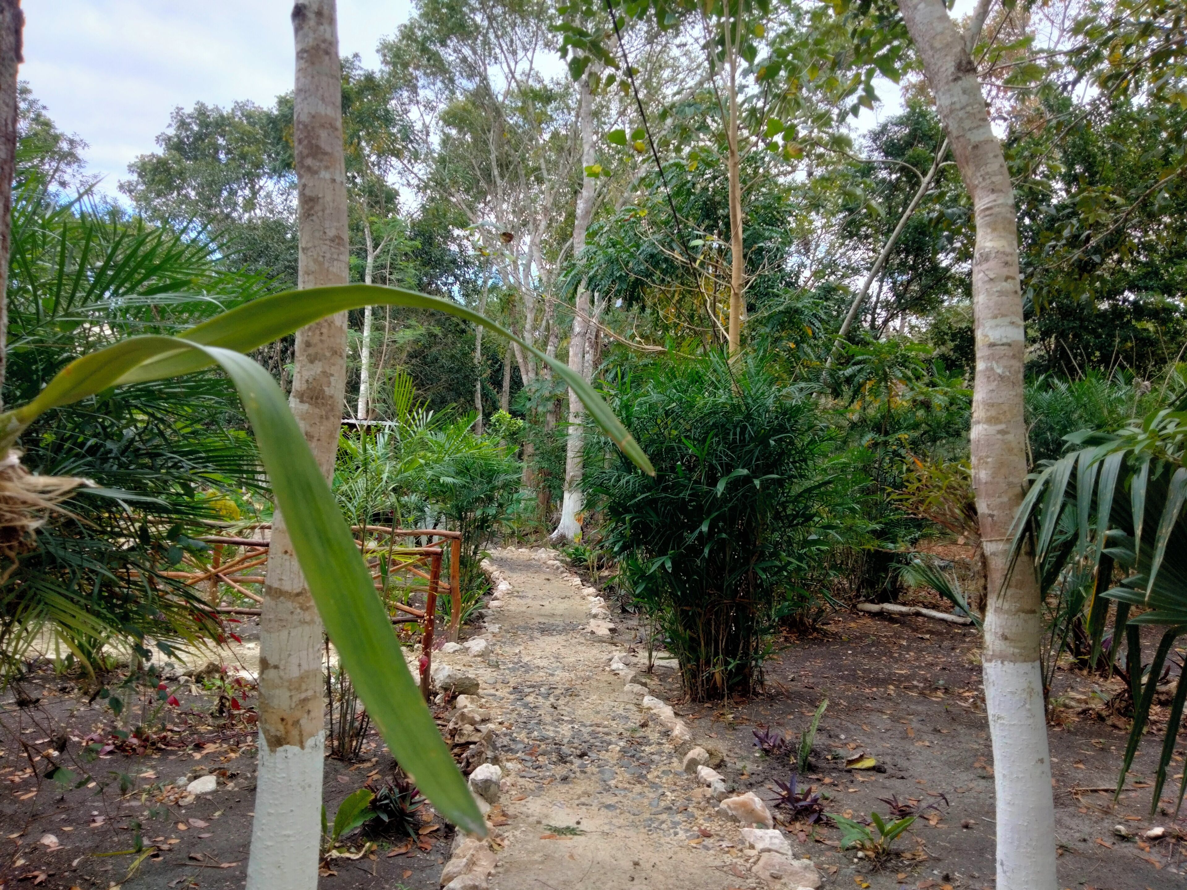 A pathway surrounded by trees and greenery.