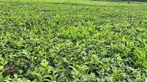 A lush green tea plantation with a row of buildings in the background. - Goshen Farm Hotel (Kiriaini)