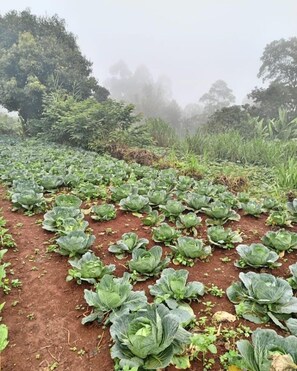 Garden - Goshen Farm Hotel (Kiriaini)