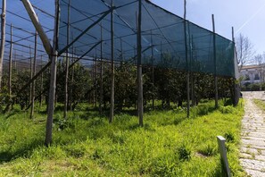 Property grounds - Tenuta Di Leva (Piano di Sorrento)