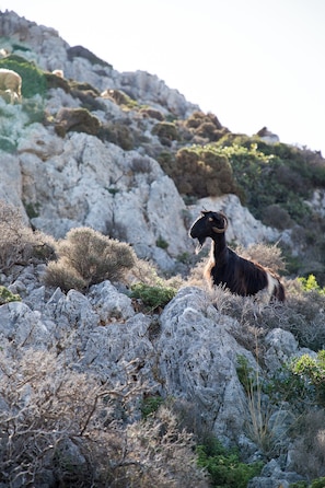 Gerölliges Gelände mit vereinzelter Vegetation und einer Ziege.