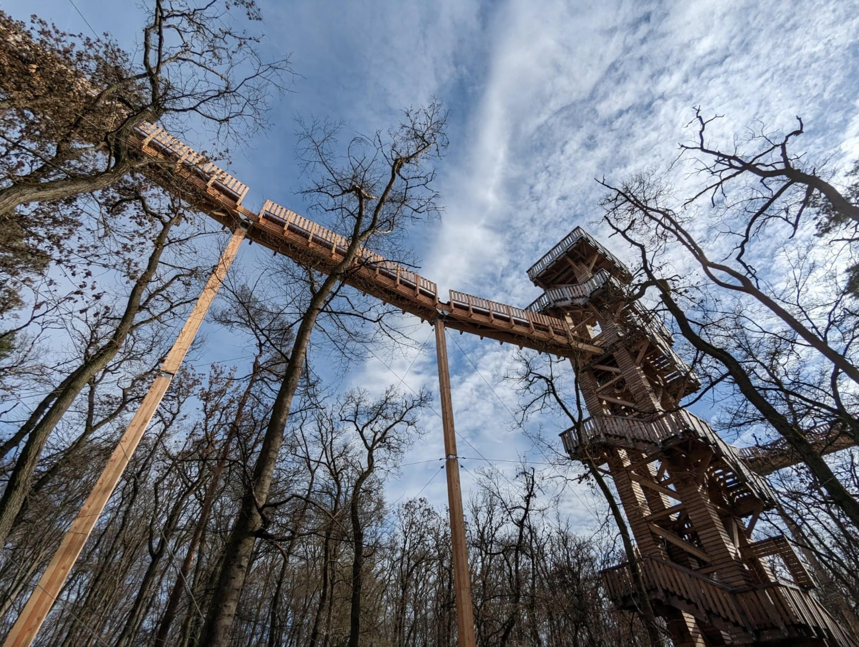 A wooden roller coaster track with a single car, surrounded by tall trees and a clear sky.