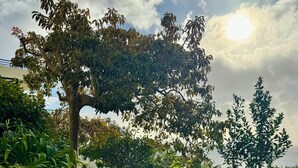 A pathway with a stone surface, surrounded by lush greenery and a tree. - Apartamento Precioso | Large terrace, sea view and pool (Arco da Calheta)