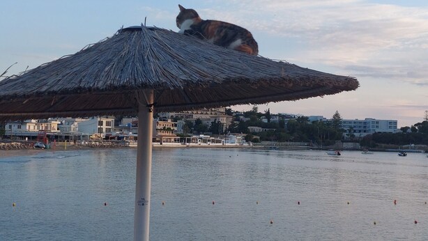 Un paraguas de playa con un gato sentado encima, con vista a un mar tranquilo con barcos y edificios al fondo.