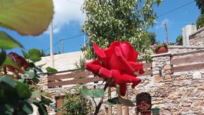 Un jardín con una rosa roja destacada, muros de piedra y una valla de madera.