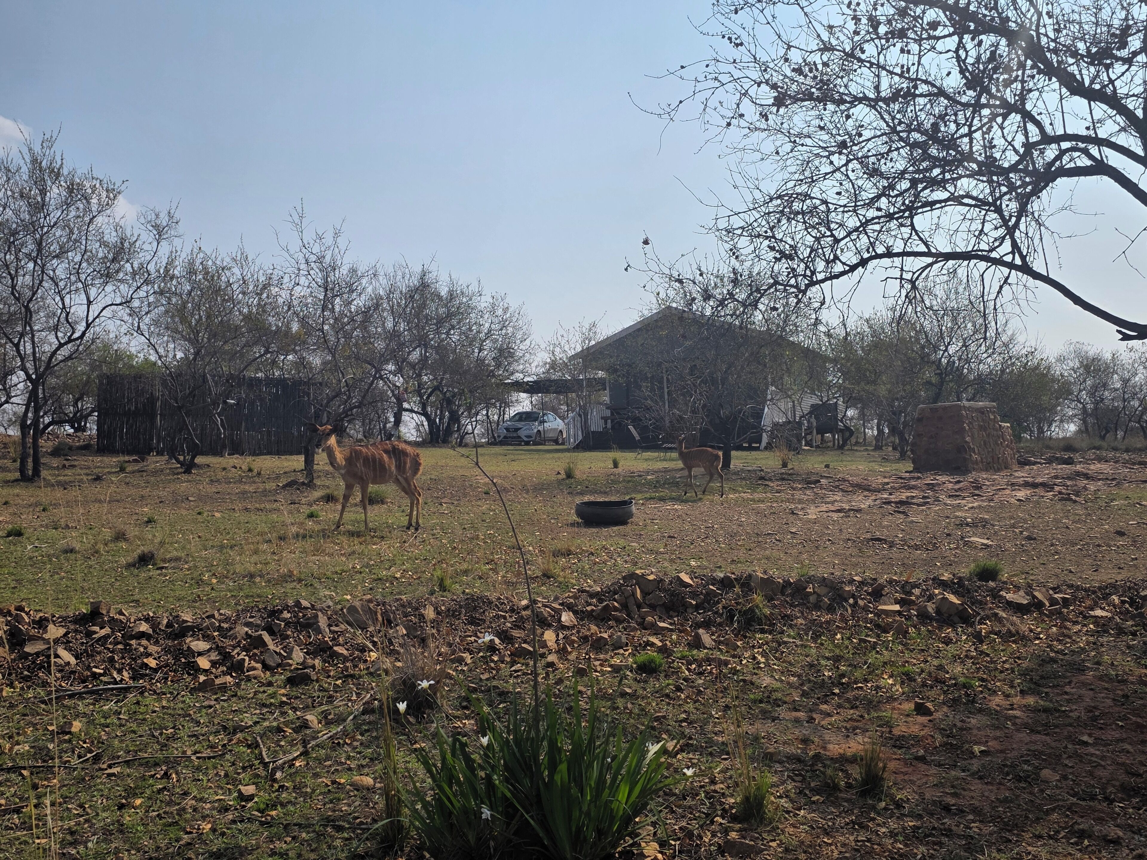 Paisatge rural amb dos cérvols, una casa i roques disperses.