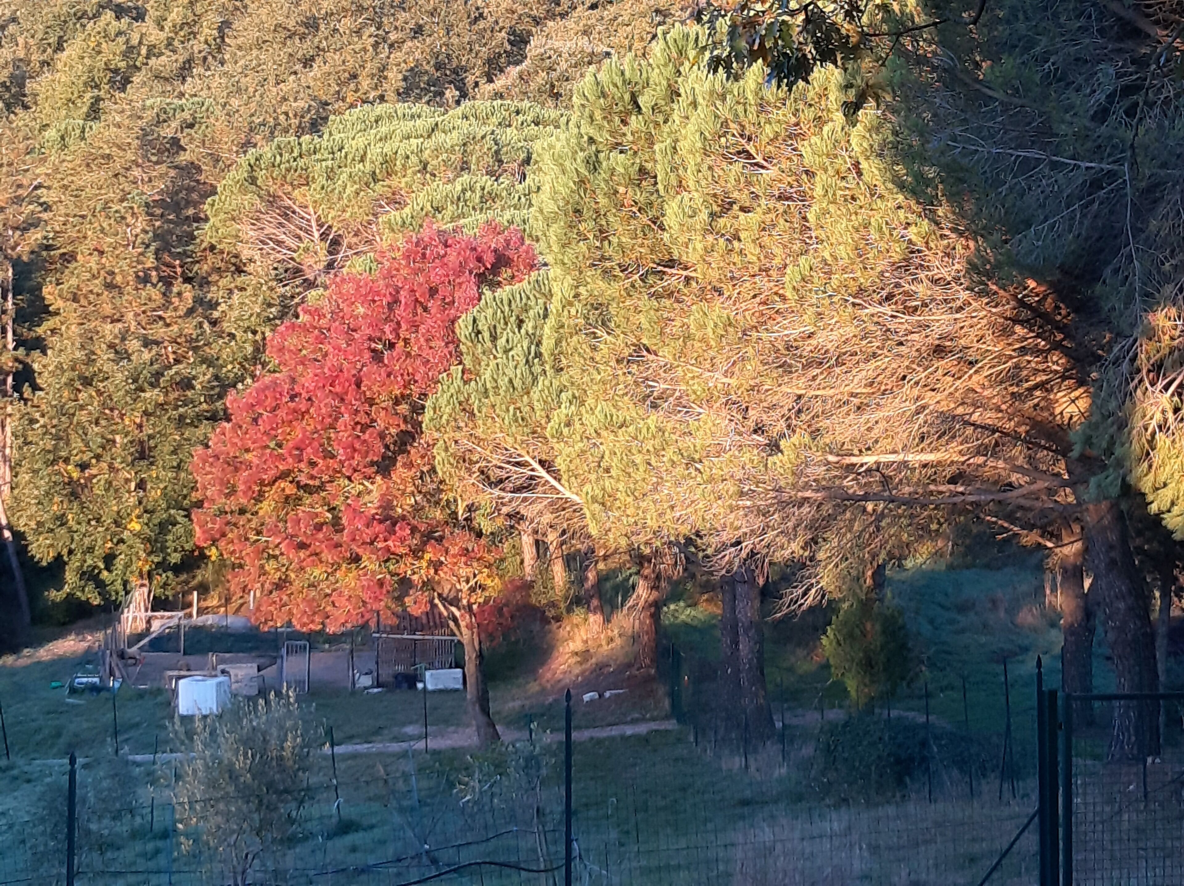 A fenced outdoor area with trees displaying autumn foliage.