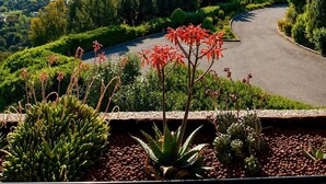 Ein angelegter Garten mit einer kurvenreichen Straße, verschiedenen Pflanzen und einem weiter Blick auf Stadt und Küste.