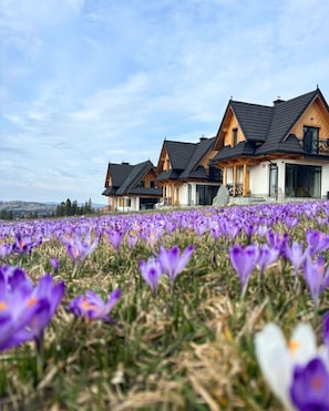 Eine Reihe Holzhäuser mit einem Feld voller lila Blumen im Vordergrund.
